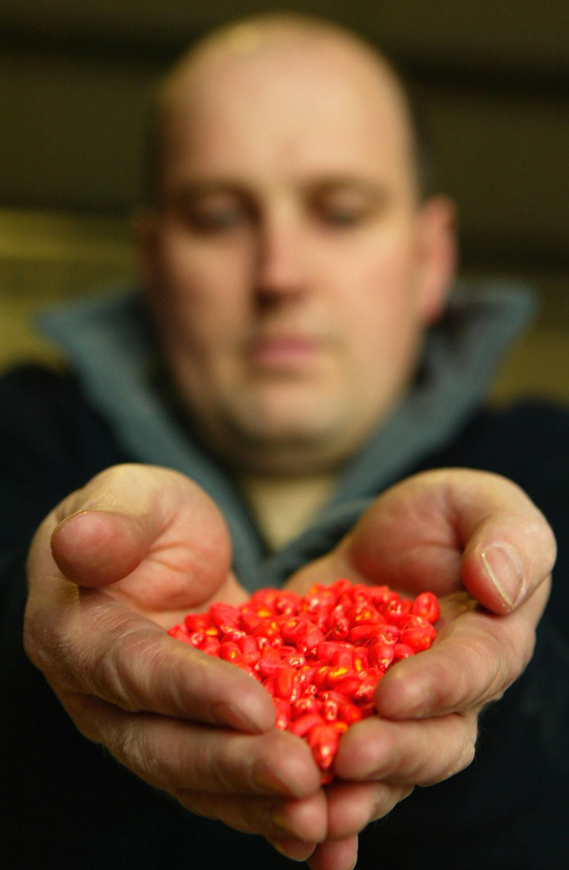 Mais geneticamente modificato