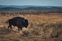 Il parco nazionale di Yellowstone sta diventando sempre più caldo