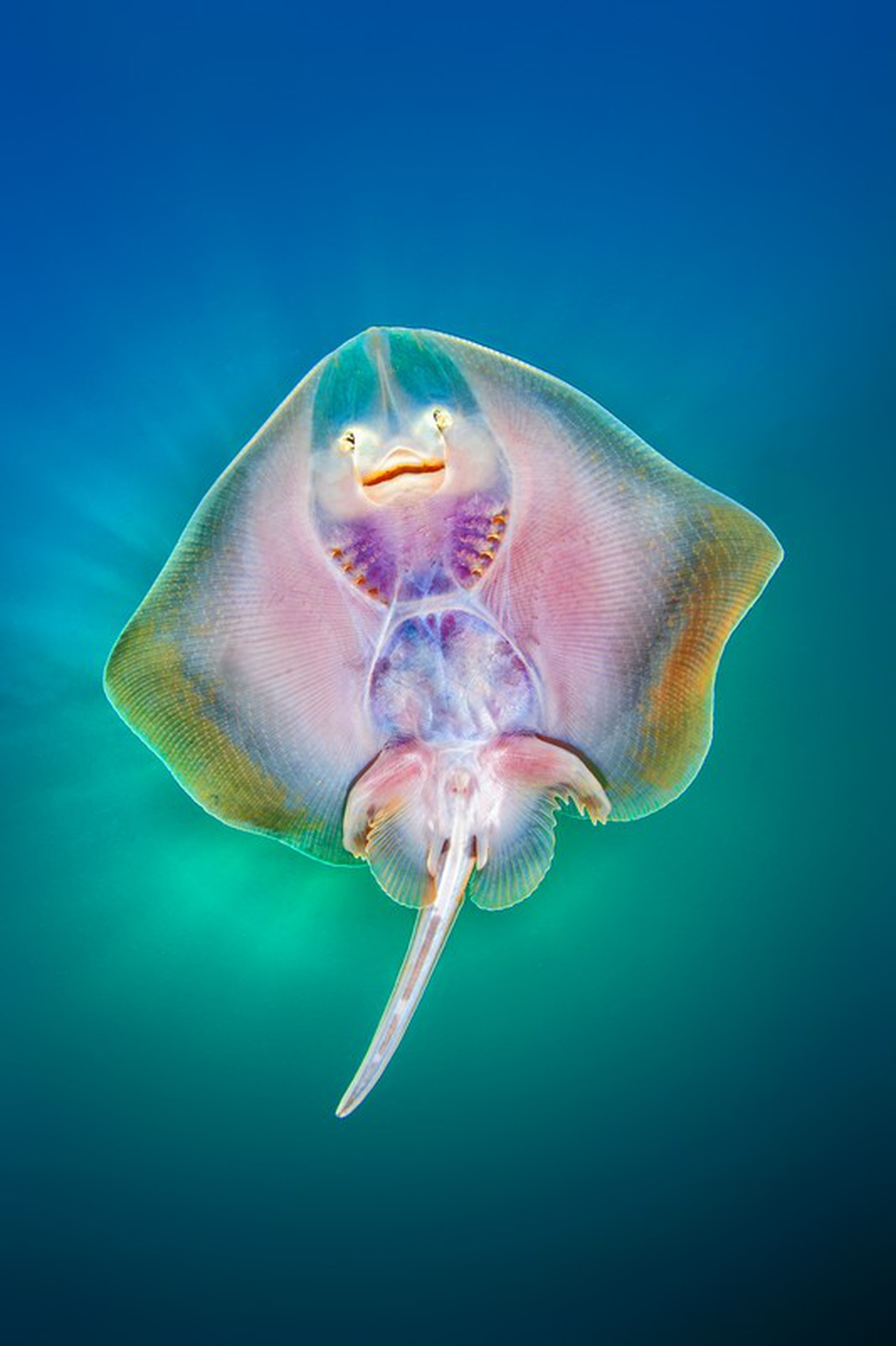 Nicholas Samaras, Underwater photographer of the year 2019