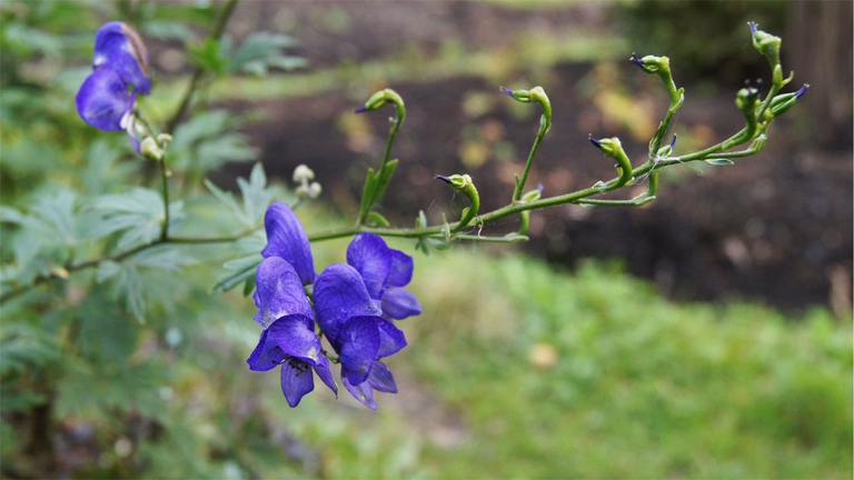 Una pianta di aconitum napellus, pianta usata per preparare rimedi omeopatici contro il mal di gola