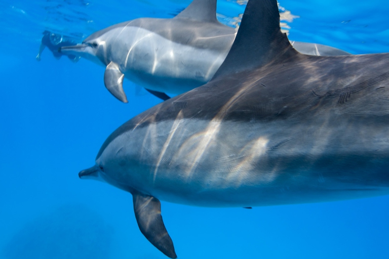 zagarbad mar rosso delfini