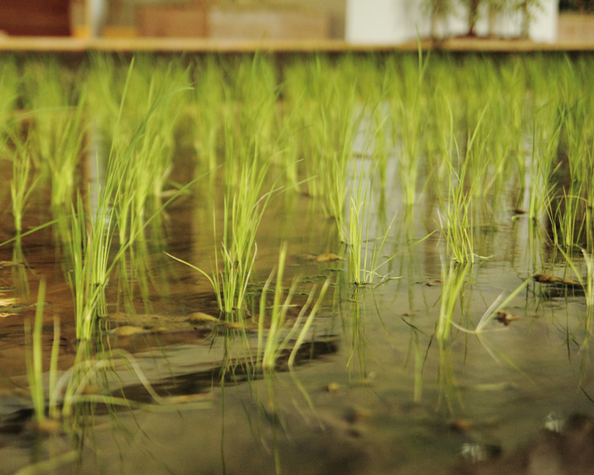 L'orto in ufficio. A Tokyo è realtà