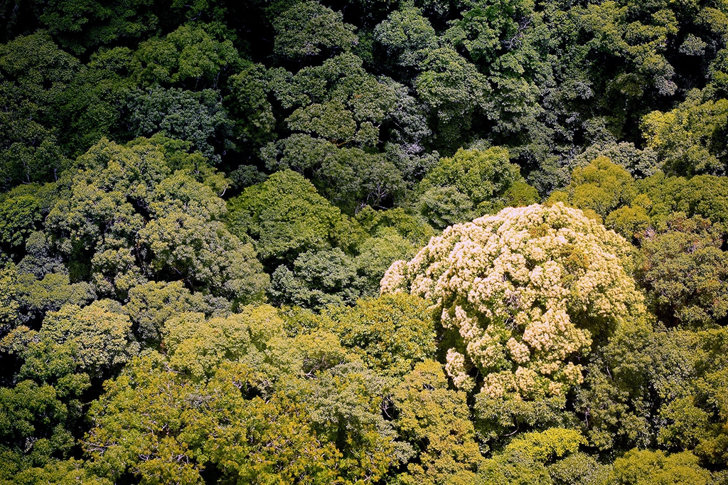 foresta-fuori