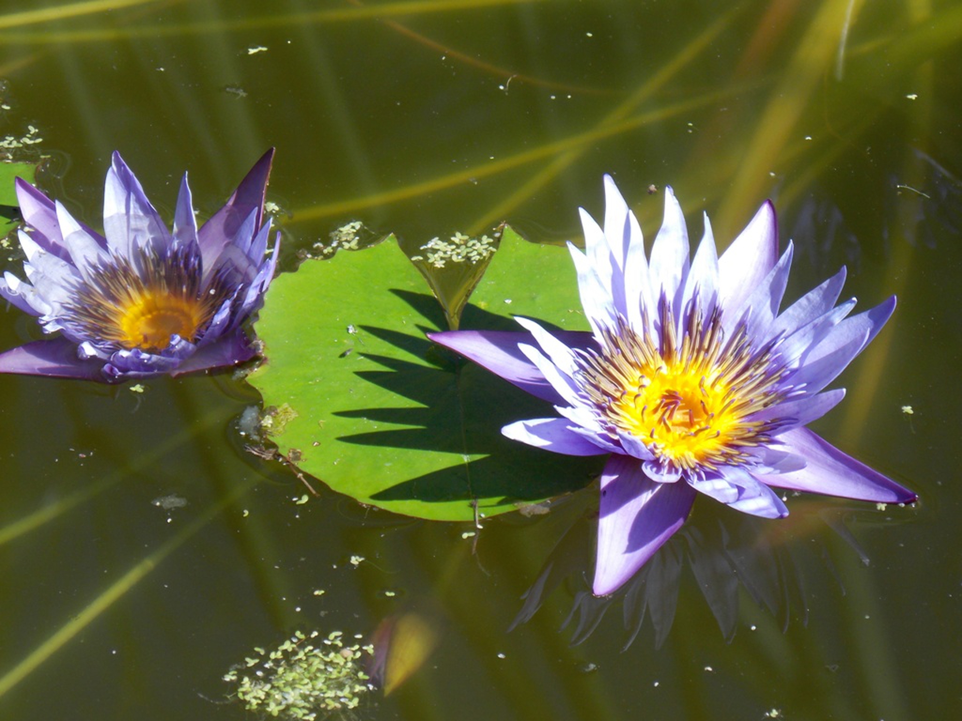 Water lilies in natural pond © Rocco Passafaro