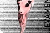 SPECIALE Dalla parte dei vitellini