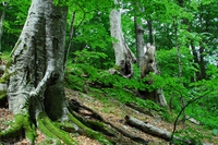 Da oggi le foreste incontaminate saranno più protette, grazie a Fsc