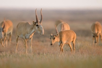 There’s still hope for the saiga: populations are bouncing back