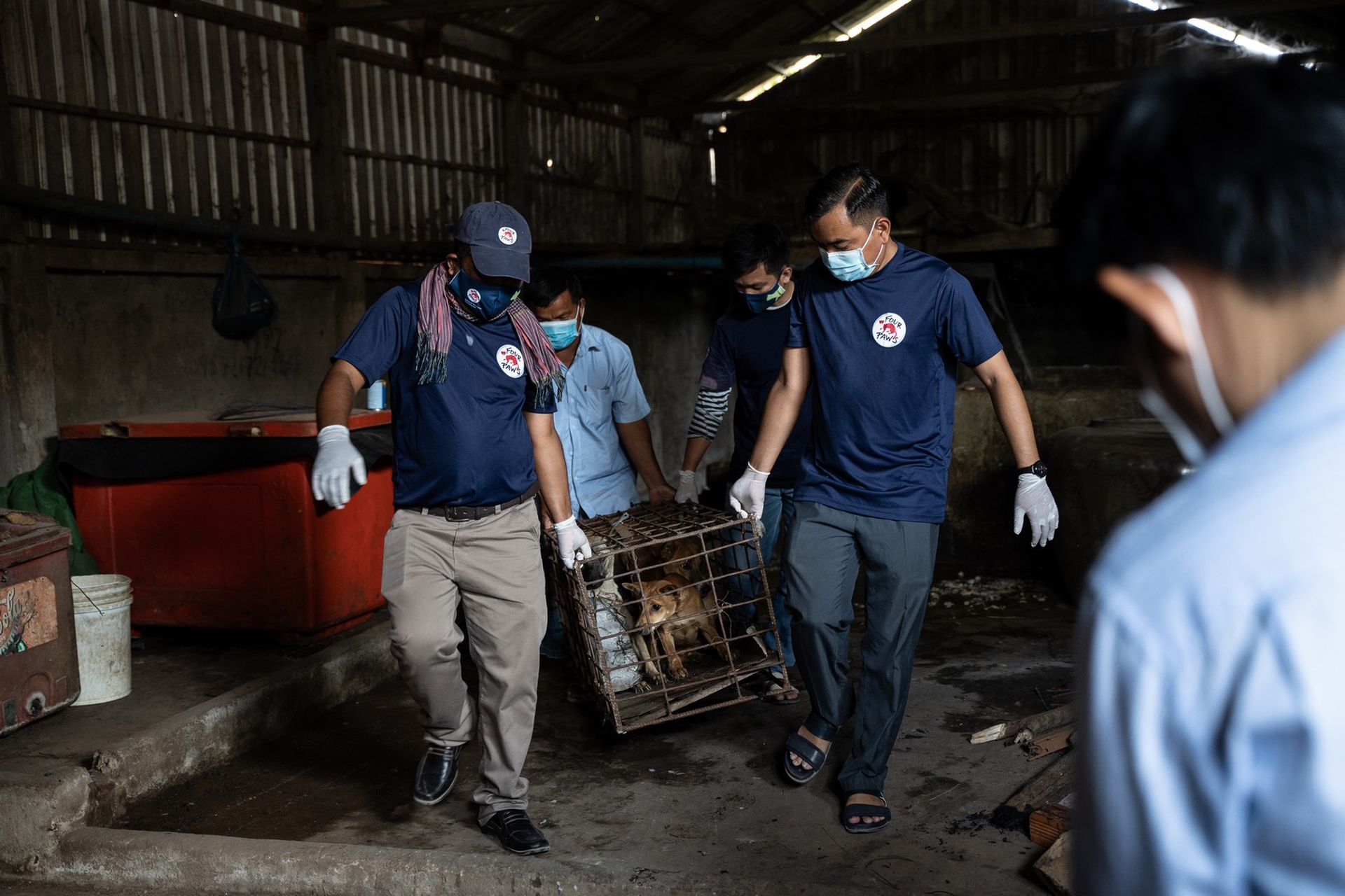 Il momento del salvataggio di alcuni cani rinchiusi nel macello in Cambogia