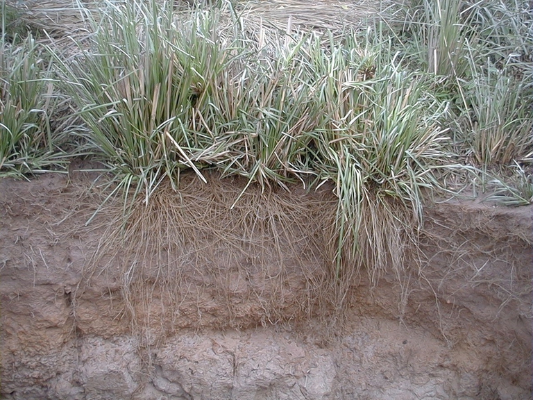 mudstone_Vetiver_Root