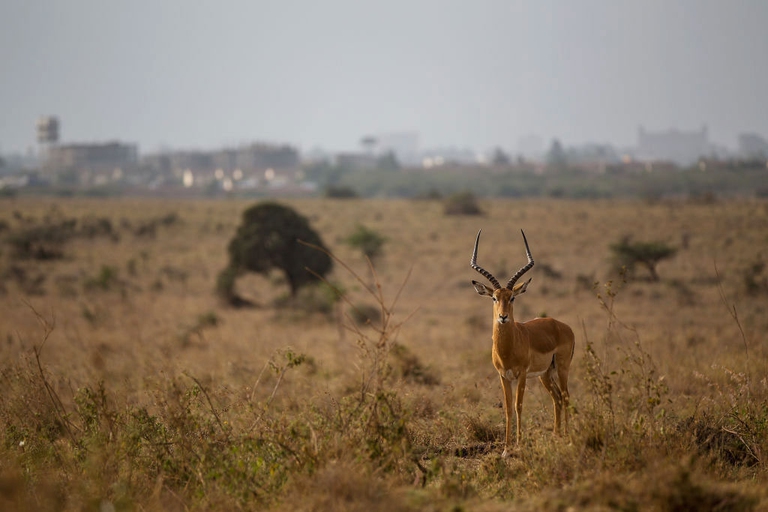 elephant action league