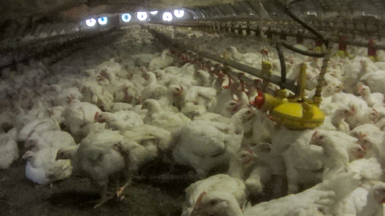 Allevamenti intensivi di polli