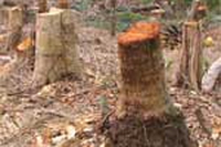 I tipi di legno “catastrofici” per le foreste