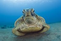 United States, Obama creates the world’s largest marine sanctuary