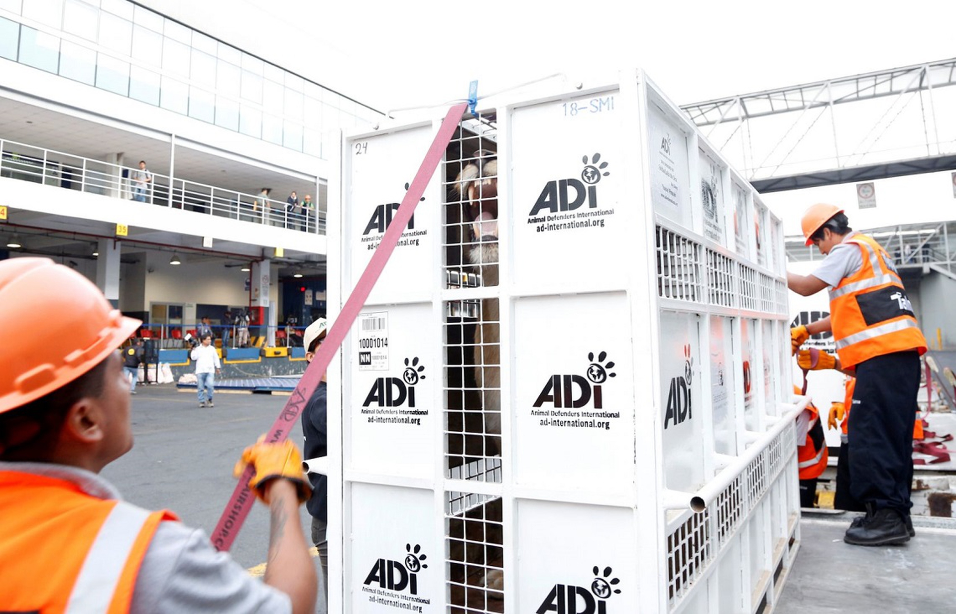 leoni-gabbia-aeroporto