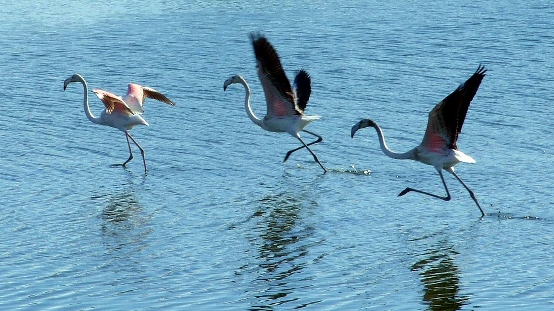 Fenicotteri rosa in Sicilia, 130 nuovi nati a Priolo