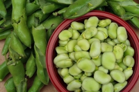 Fave, proprietà e come si usano in cucina