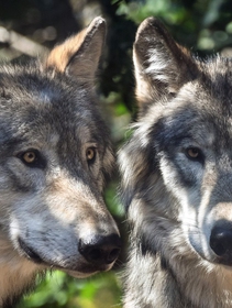 Abbattimento dei 2 lupi in Trentino, il Tar ha respinto il ricorso delle associazioni