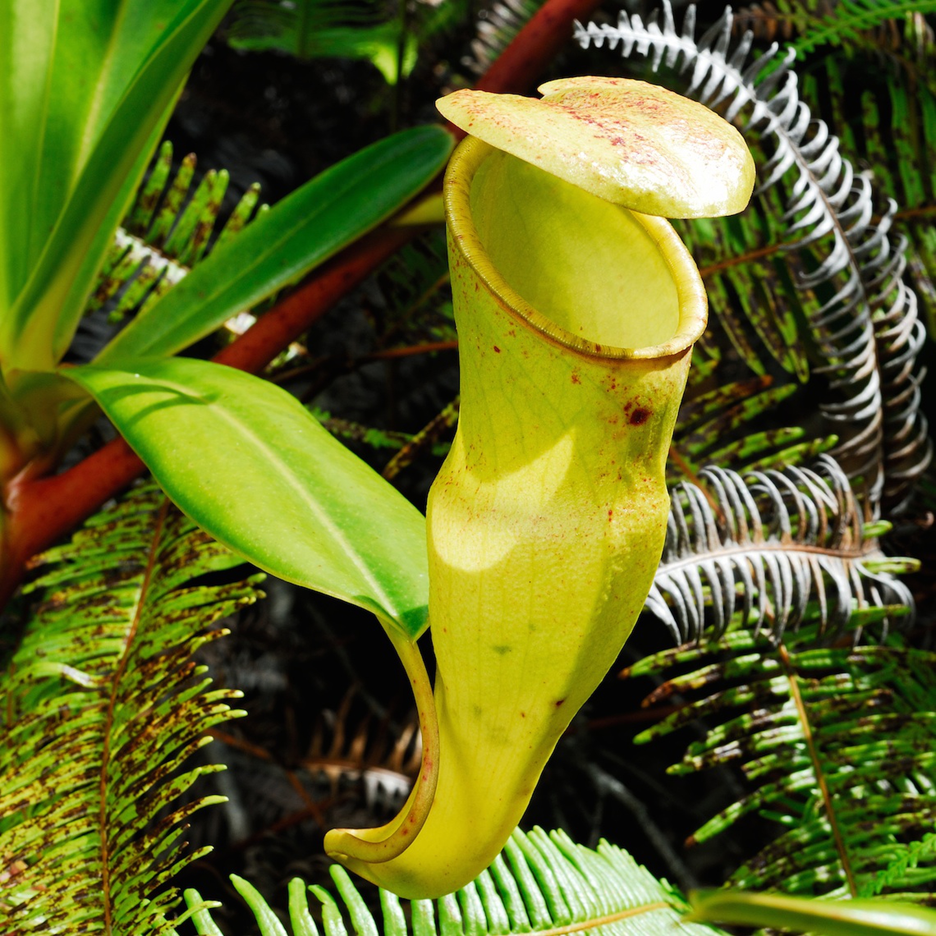 Piante originali alle Seychelles