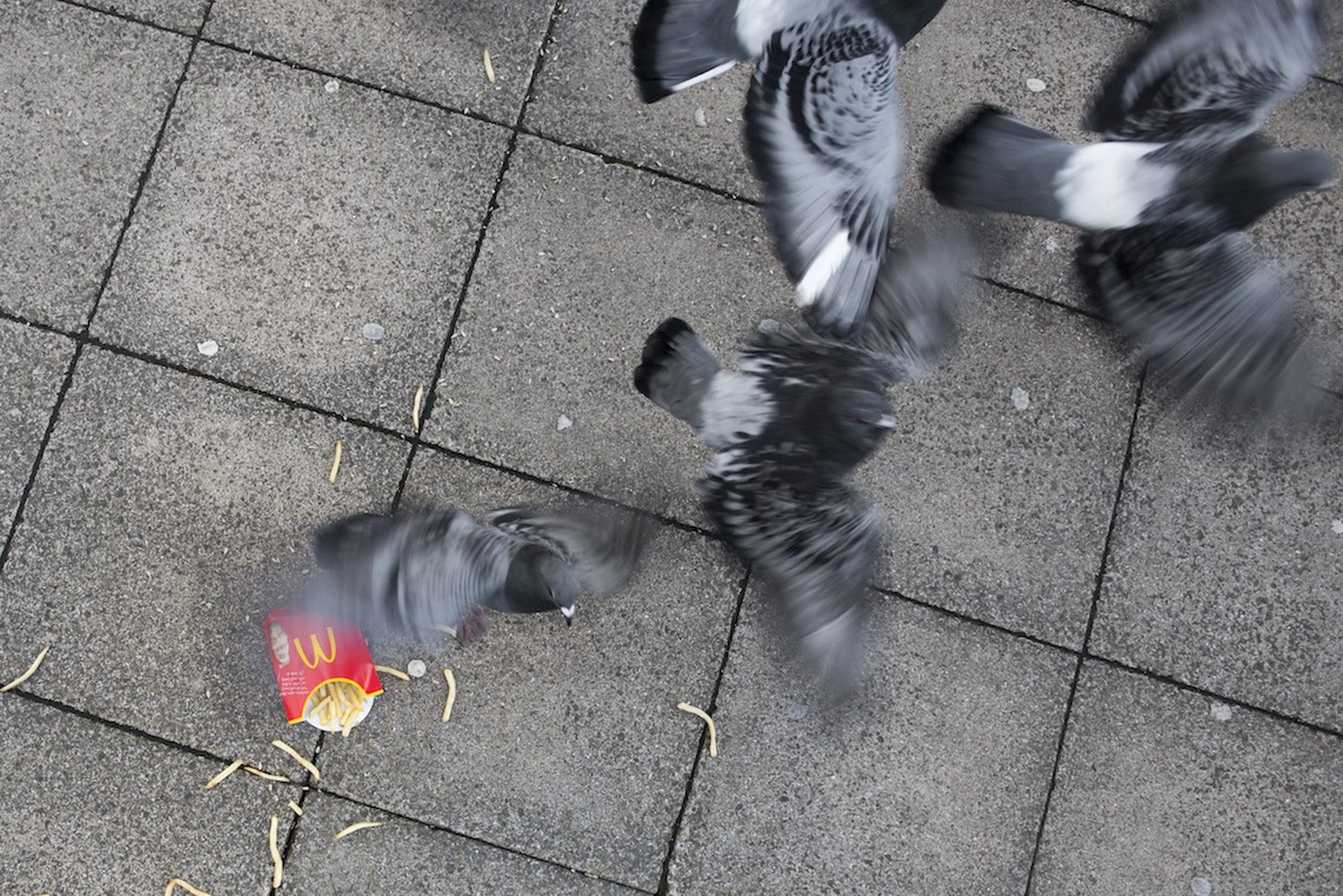 Spazzatura e animali. Fotografie di Chris Packham per Lidl UK