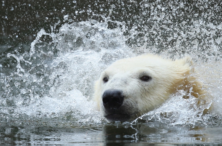 Orso polare nella vasca dello zoo di Berlino