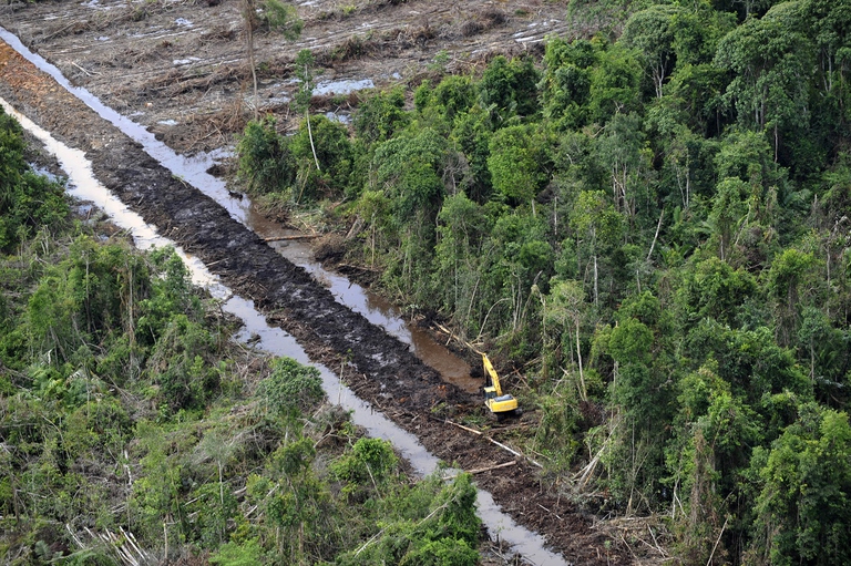 Deforestazione in Indonesia