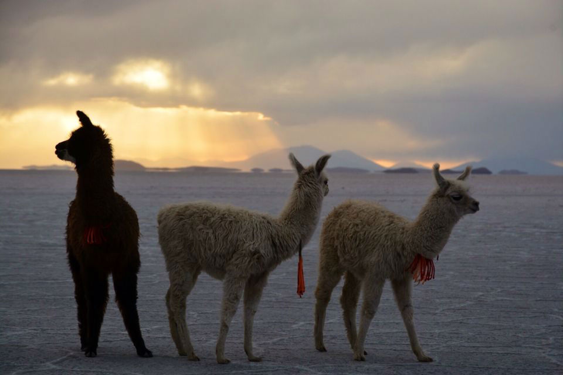 Happy Family Biocycling in Bolivia