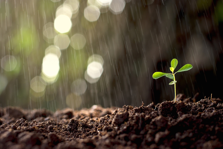 Il nutrimento del suolo