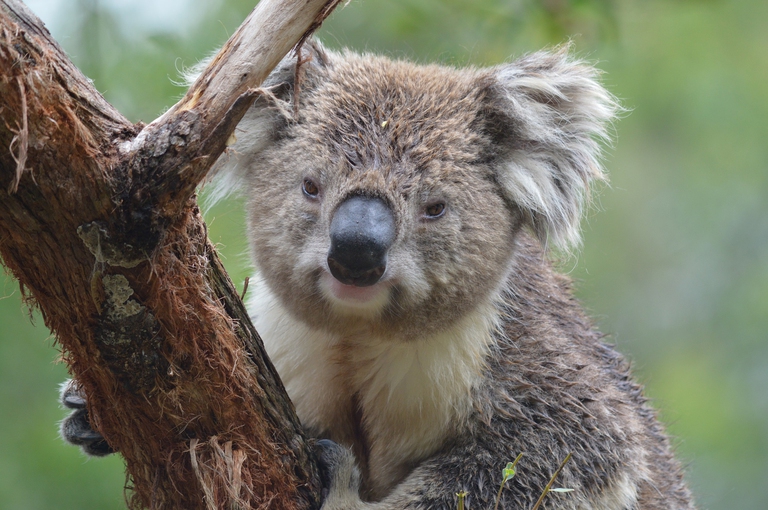 Le biobanche per la salvaguardia dei koala