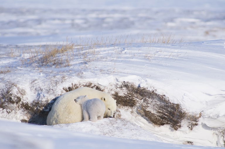 Mamma orsa con il suo cucciolo