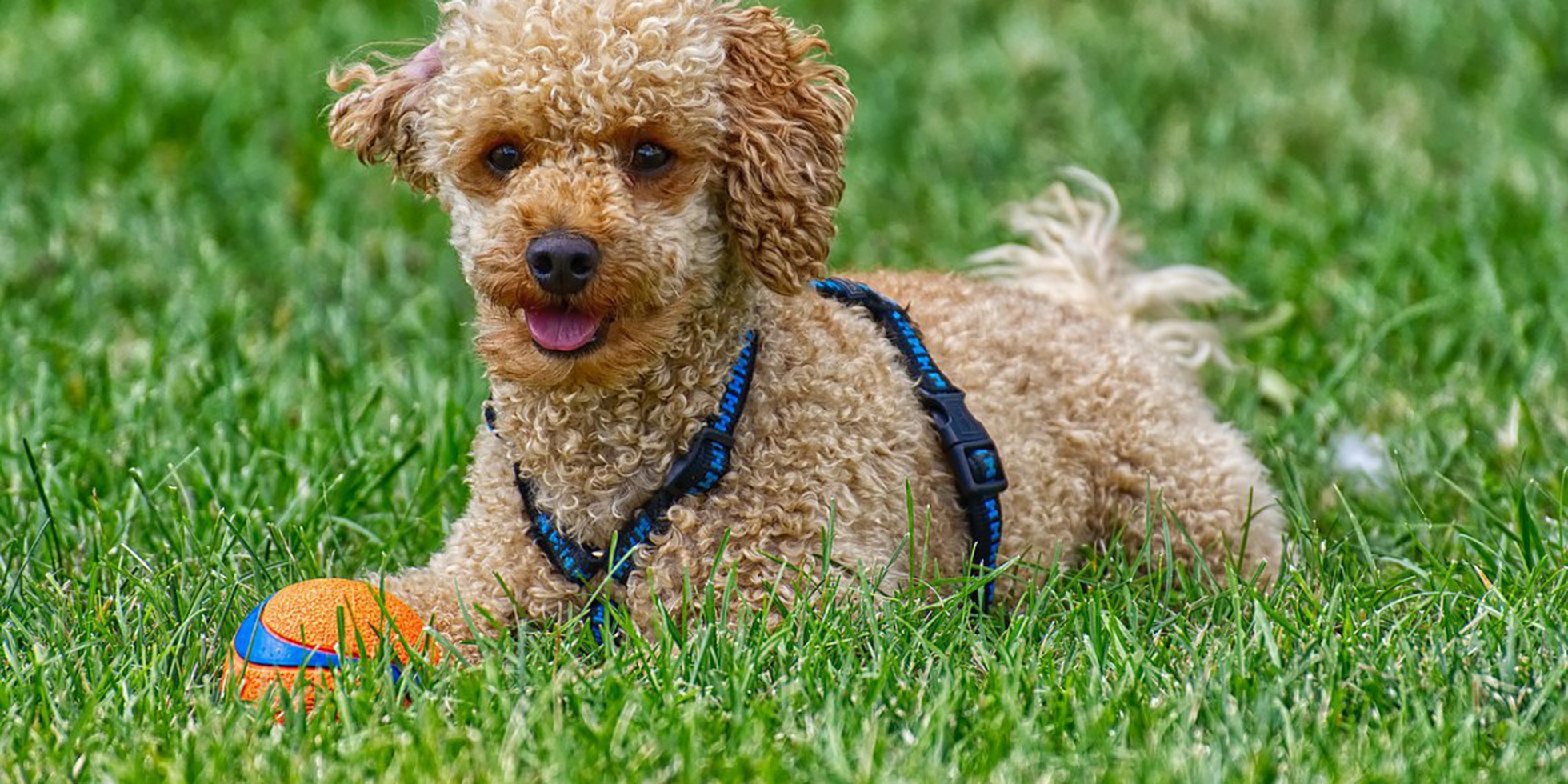 Il barbone, taglia grande o mini per un cane dal pelo riccio che arriva