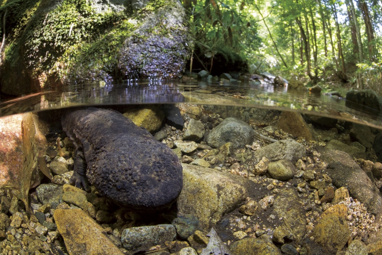 Japanese giant salamander_C_TopOutImages Yukihiro Fukuda