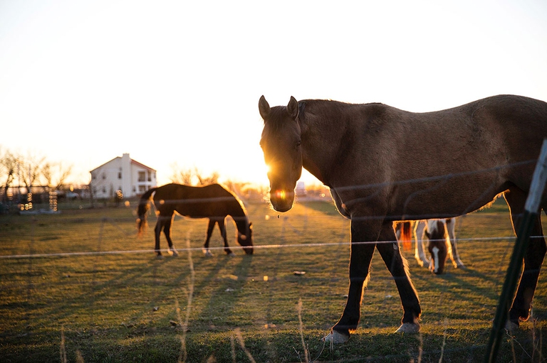 Se il cavallo non sta bene, non è difficile notarlo