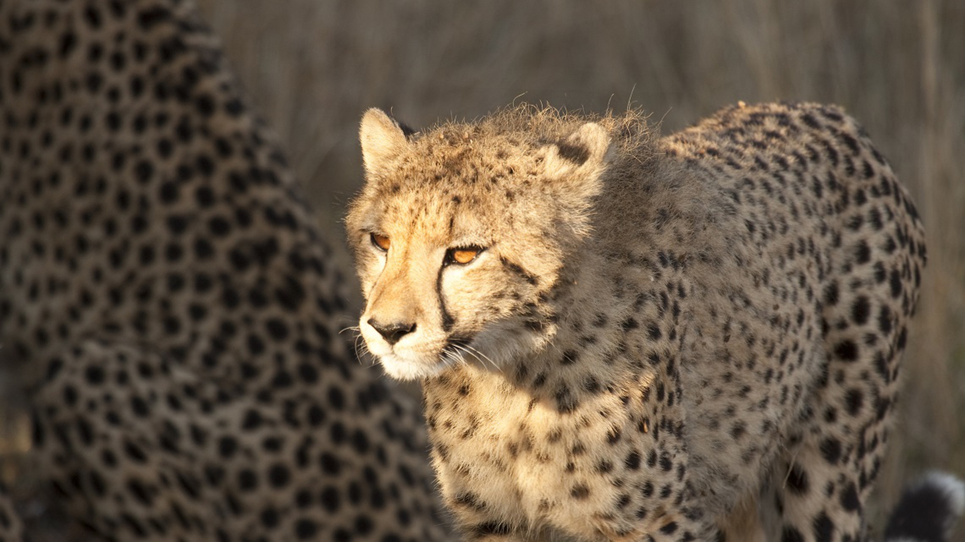 South Sudan has banned all forms of hunting - LifeGate South Sudan has banned all forms of hunting - LifeGate