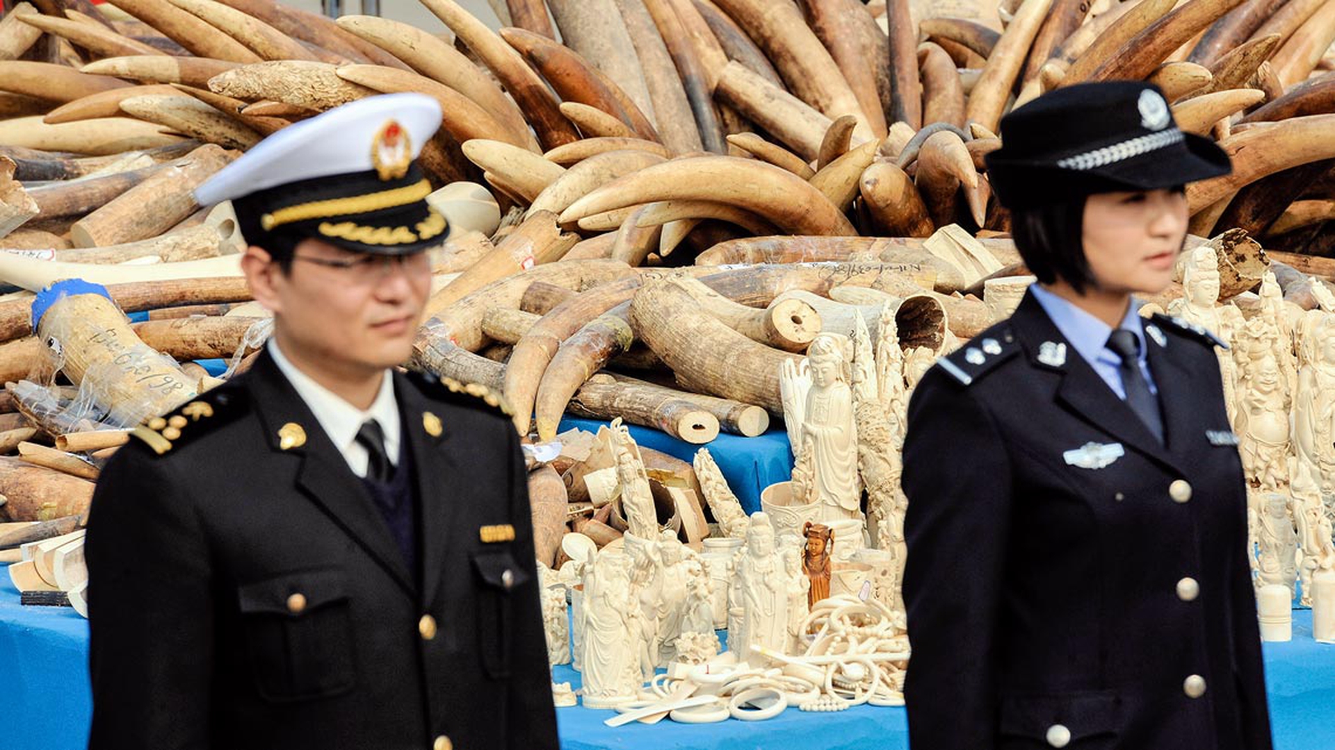 cinesi-davanti-statuette-zanne-avorio-elefanti