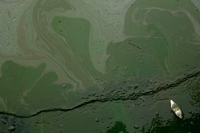 Quanto si può inquinare l’acqua prima che diventi tossica
