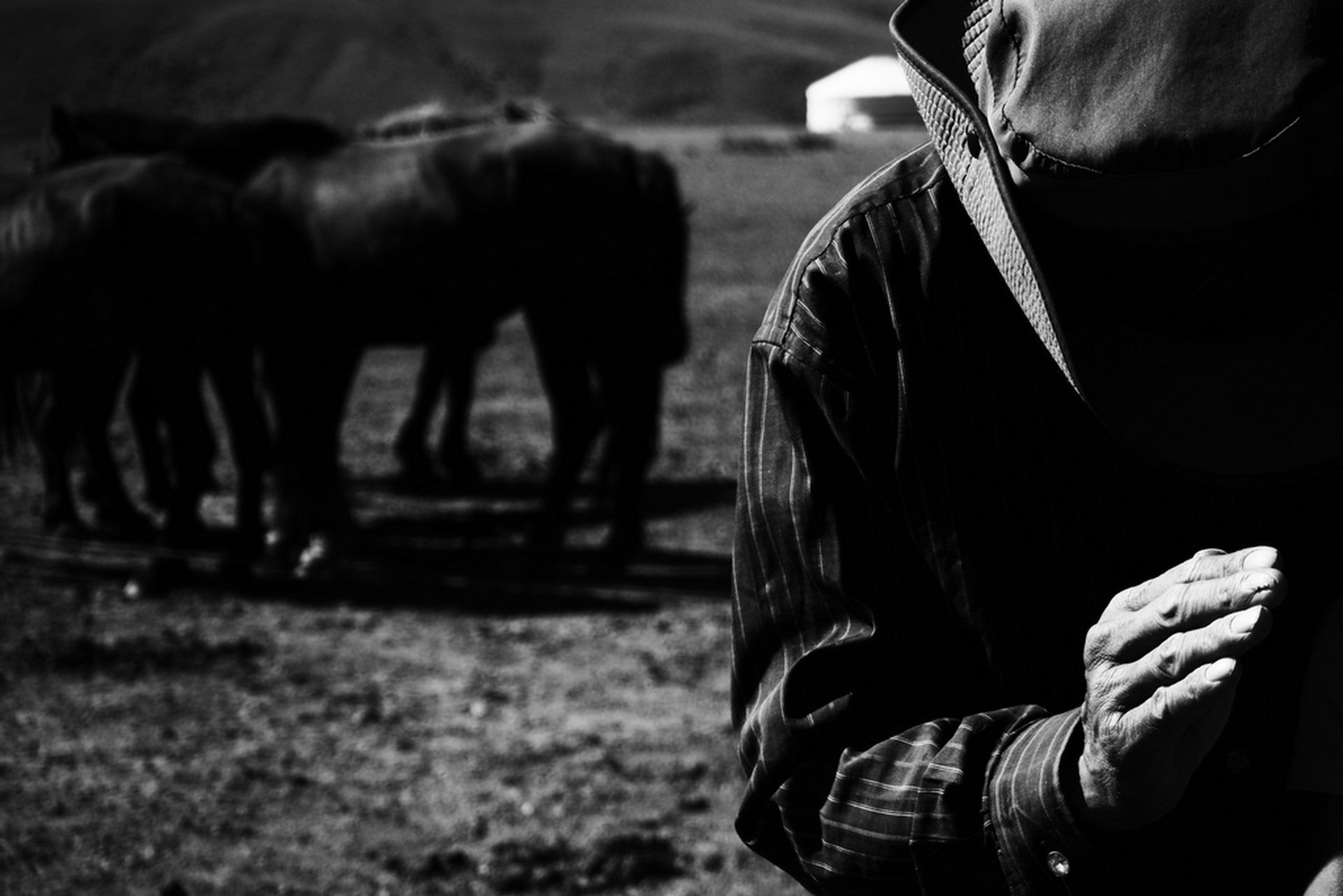 Sara Munari, Vanishing Shepherds, 2018