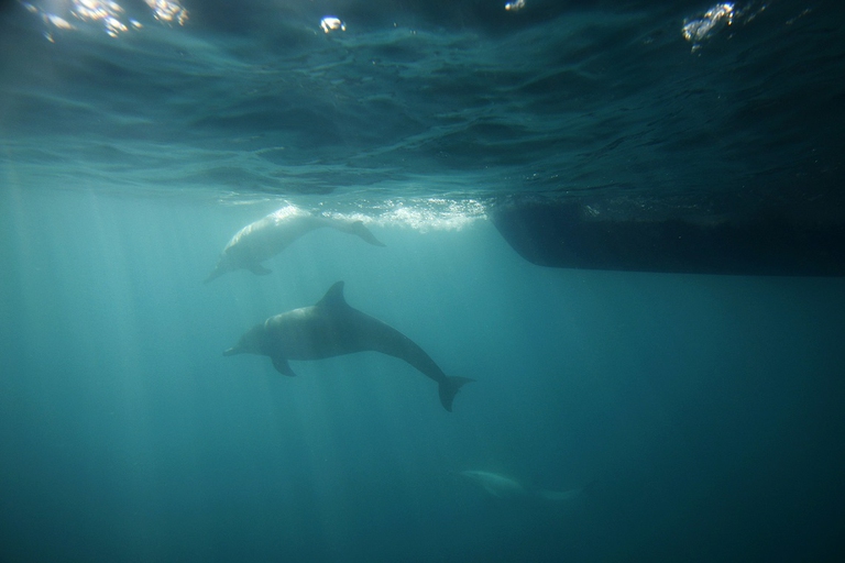 I delfini nuotano davanti alla prua di una barca al largo della California