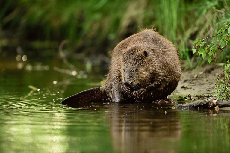 beaver