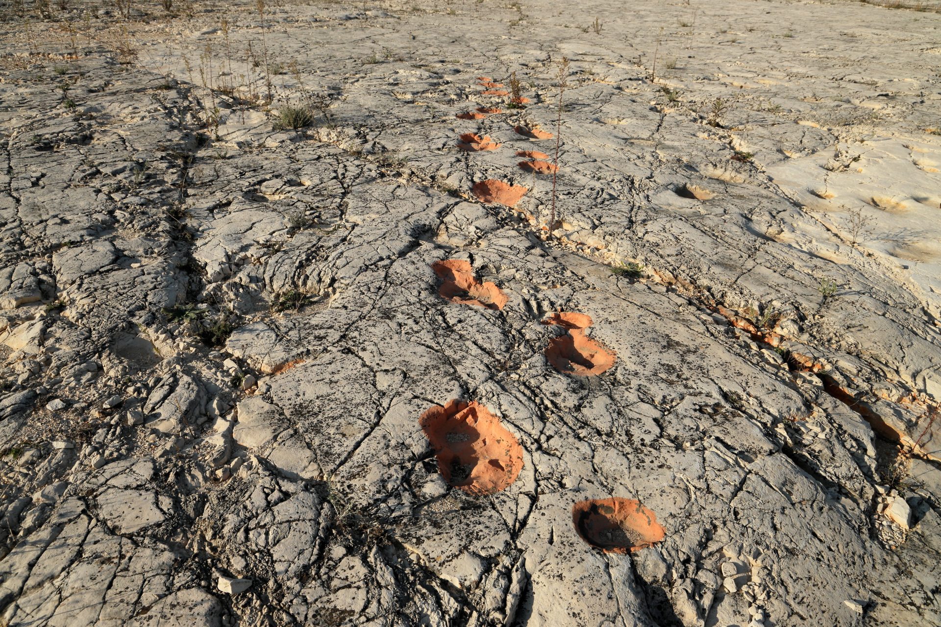 Impronte di dinosauro Cava Pontrelli