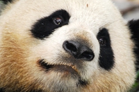 Il panda gigante non è più a rischio estinzione