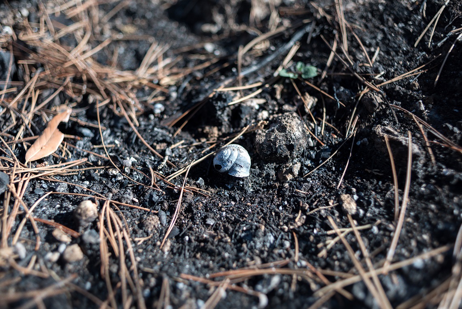 Guscio vuoto di una lumaca dopo l'incendio