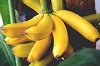 Banane eque e solidali: dal 7 maggio ?diritti che parlano!?