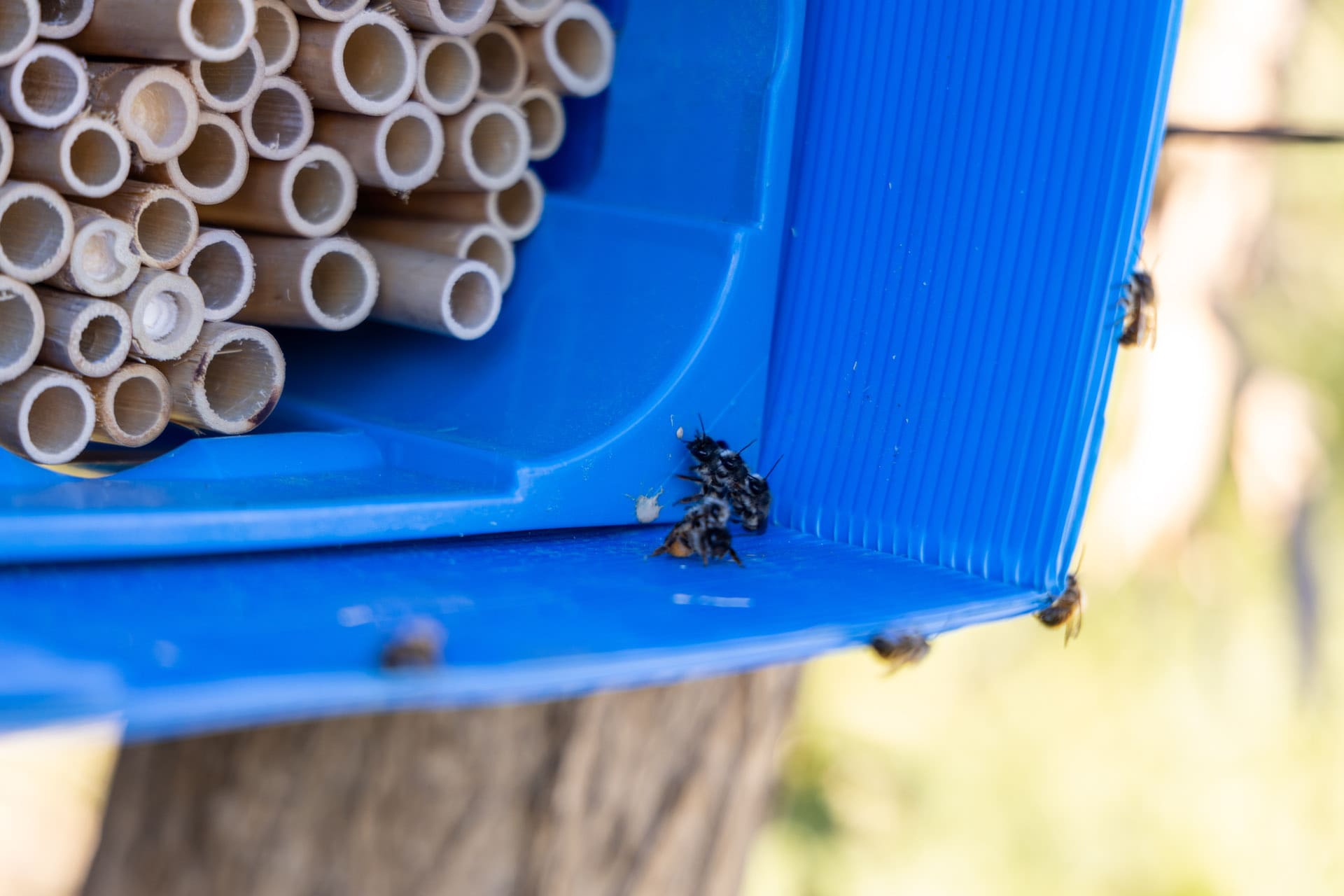 Ricerca Bosco Monini7