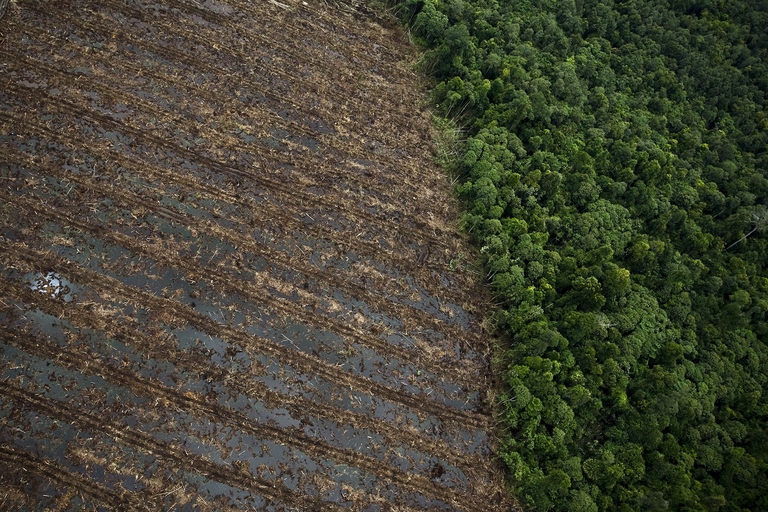 Una delle cause principali di deforestazione in Indonesia è la coltivazione industriale di palma da olio, le foreste vengono infatti convertite in piantagioni © Ulet Ifansasti/Getty Images