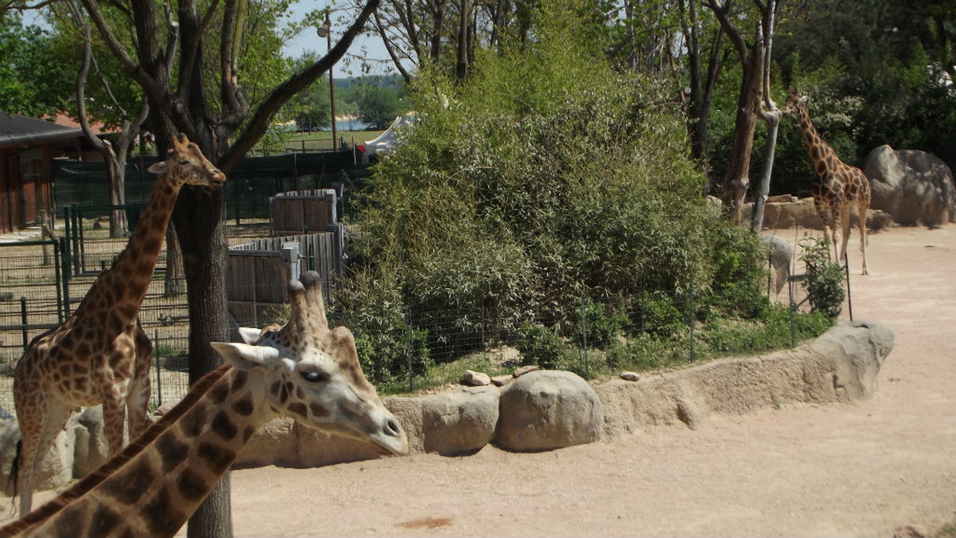 La giraffa è a rischio estinzione