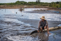 Cambiamenti climatici, in Vietnam si convertono le risaie in allevamenti di gamberetti