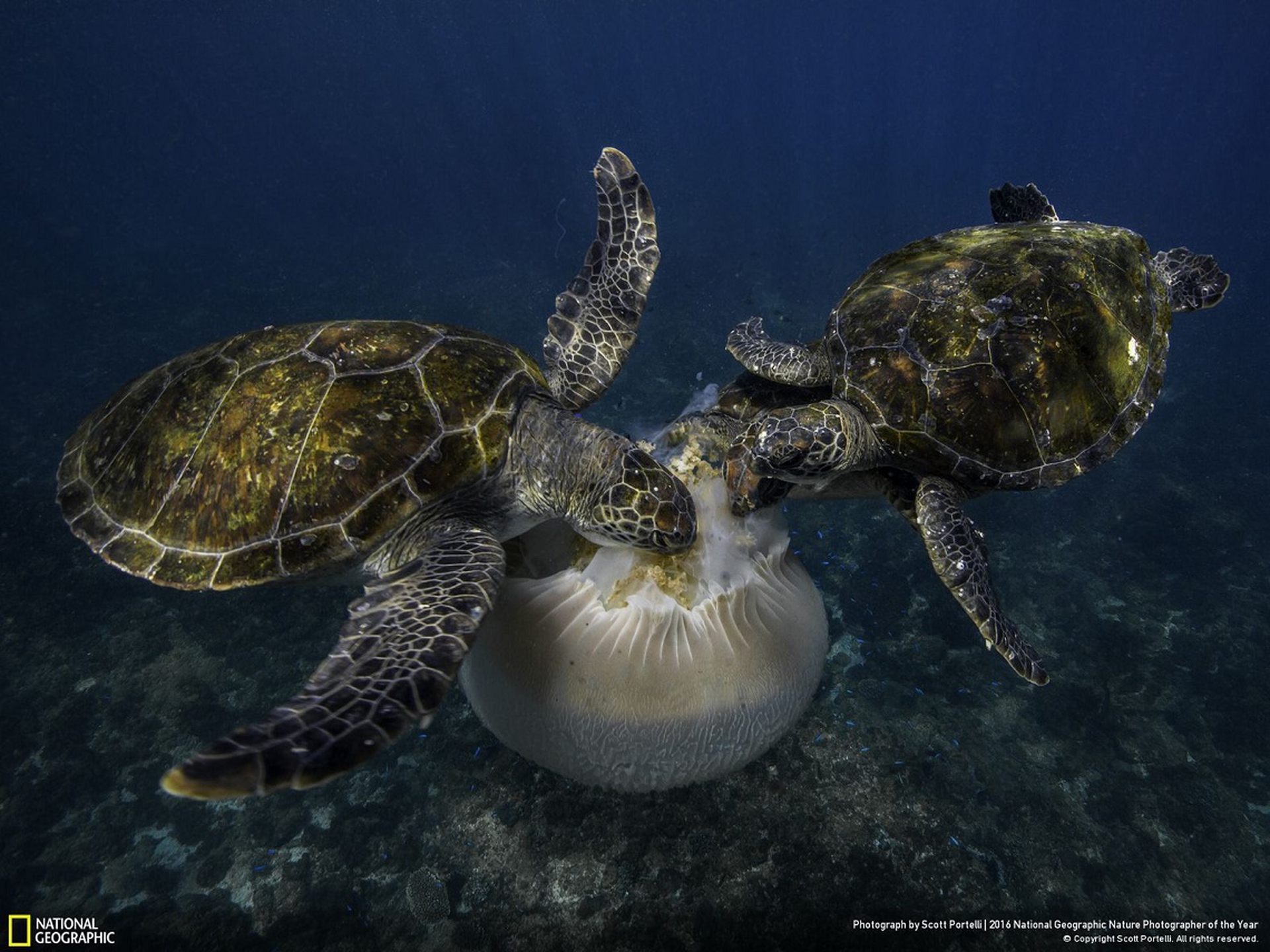 Jellyfish Feast - National Geographic Nature Photographer of the Year