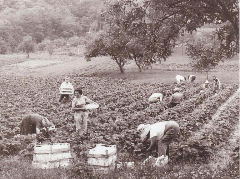 Fosseno_Raccolta_delle_Fragole_60s