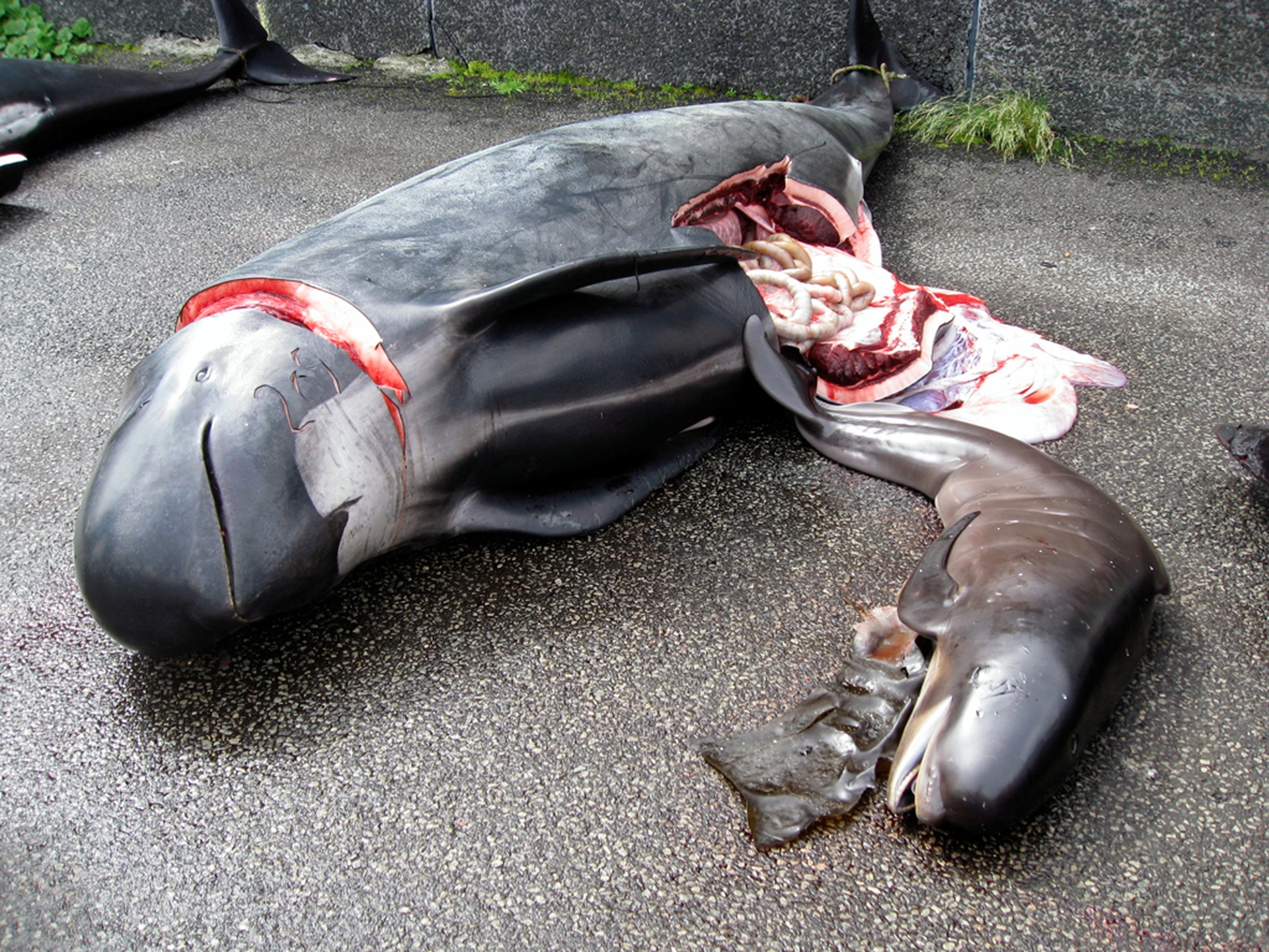 Grindstop 2014 - 5