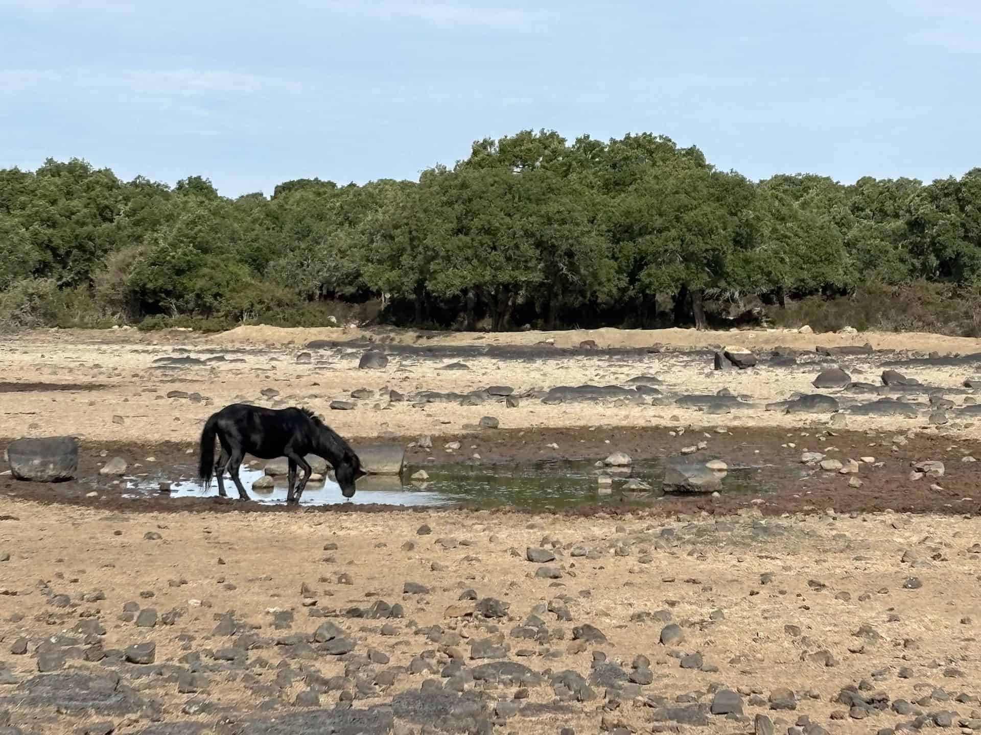 Un cavallino si abbevera in una pozza d'acqua di un pauli &copy; Beatrice Spagoni